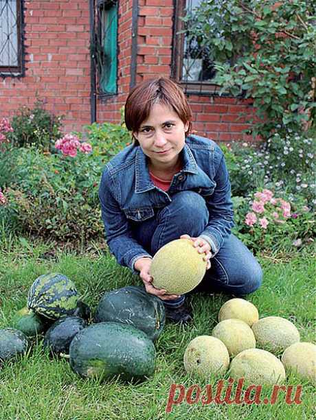 Уроки засушливого лета: с урожаем в любую погоду — Ваше Плодородие