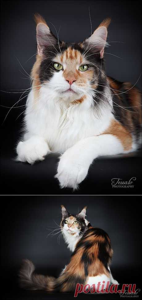 Звезда! Трёхцветный мейн-кун , вернее, мейн-куниха:-) Осанка, кисточки на ушках, усищи-реснищи-глазищи...Королевишна!