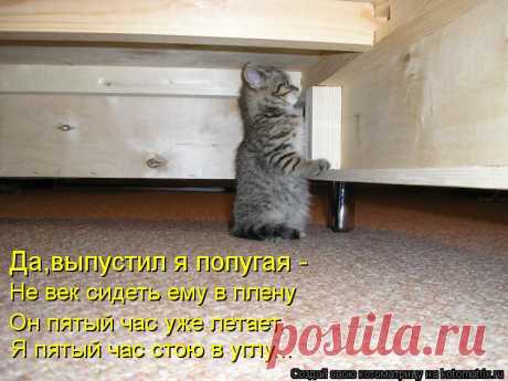 Котоматрица: Случайные котоматрицы