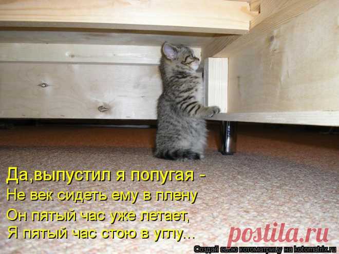 Котоматрица: Случайные котоматрицы