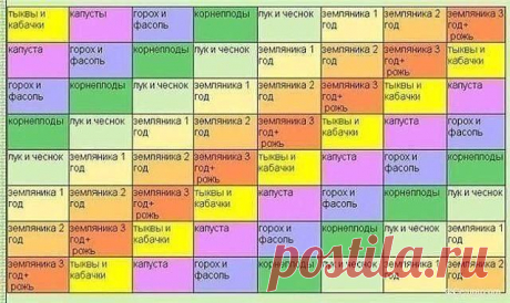 Чередуем овощи на грядках
