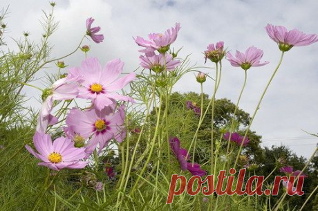 Природа, Природная красота, feels like bee, Природа, Красота, , basik.ru