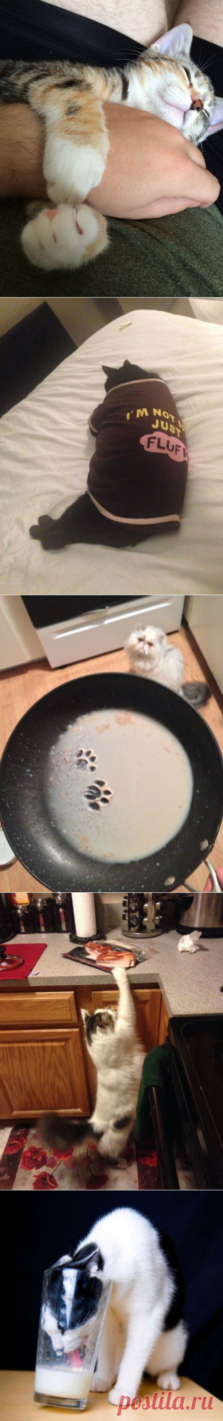 КОТОприколы | Позитив в картинках и не только