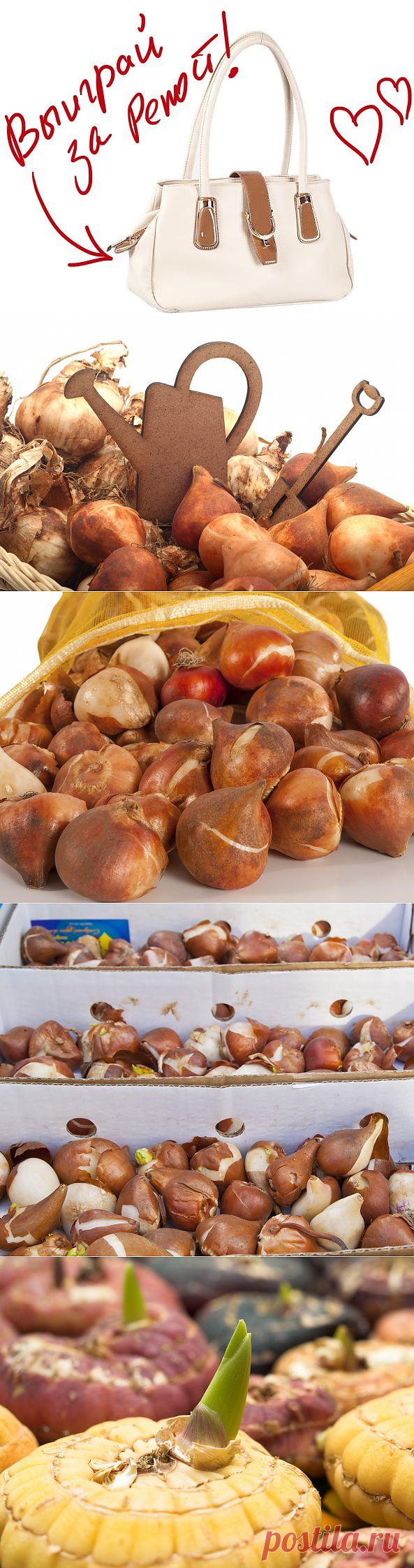 Как хранить зимой луковицы гладиолусов и тюльпанов. Выиграйте стильную сумку от интернет-магазина Клуб Красоты, разместив любой пост с сайта 7dach.ru в Постиле. Чем больше постов - тем выше шансы. Розыгрыш состоится в понедельник, 16 декабря. В акции участвуют все посты, которые содержат этот текст и фото сумки!