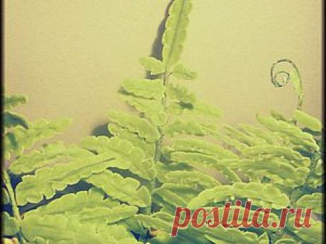 Папоротник - Ярмарка Мастеров - ручная работа, handmade