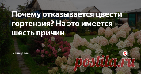 Почему отказывается цвести гортензия? На это имеется шесть причин Да-да, прямо, как в знаменитом хите, который пел Игорь Николаев. По большому счету, не так и много. Но и не так мало, если учесть наши надежды на красивый, шикарно цветущий сад, а взамен не дождаться ничего. Сажая гортензию в саду, мы, как минимум, надеемся, что она будет цвести продолжительное время, самый оптимальный вариант – весь сезон.