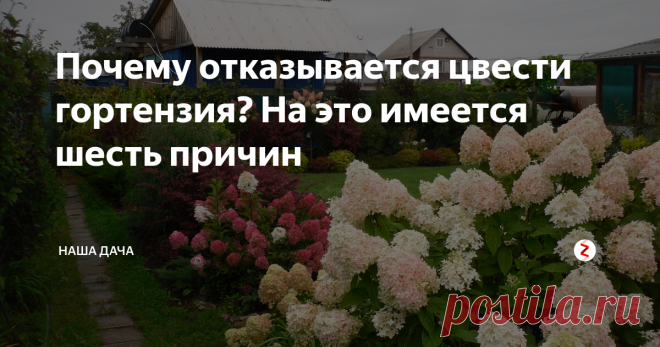Почему отказывается цвести гортензия? На это имеется шесть причин Да-да, прямо, как в знаменитом хите, который пел Игорь Николаев. По большому счету, не так и много. Но и не так мало, если учесть наши надежды на красивый, шикарно цветущий сад, а взамен не дождаться ничего. Сажая гортензию в саду, мы, как минимум, надеемся, что она будет цвести продолжительное время, самый оптимальный вариант – весь сезон.