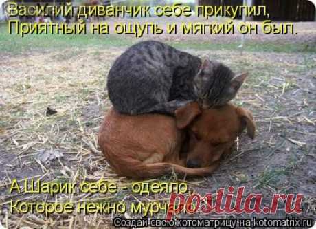 Васе-диванчик,Шарику-одеяло. | KotoMail.ru