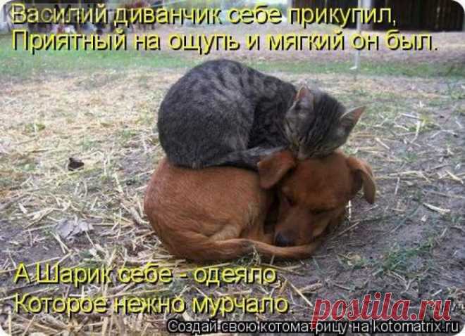 Васе-диванчик,Шарику-одеяло. | KotoMail.ru