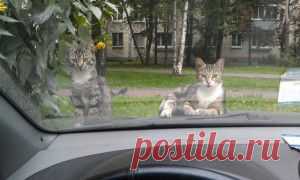 Хозяева двора