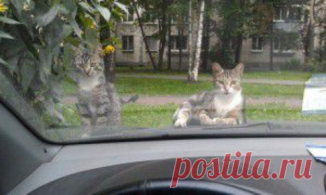 Хозяева двора