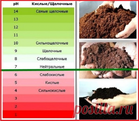Как можно самостоятельно определить кислотность почвы в домашних условиях. | Дачные советы | Яндекс Дзен