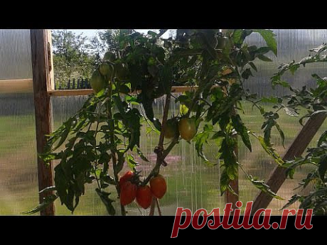▶ Как вырастить ранние томаты. Помидоры в бочках - YouTube