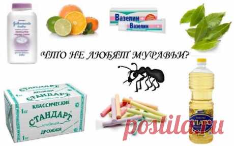 Как избавиться от муравьев в частном доме