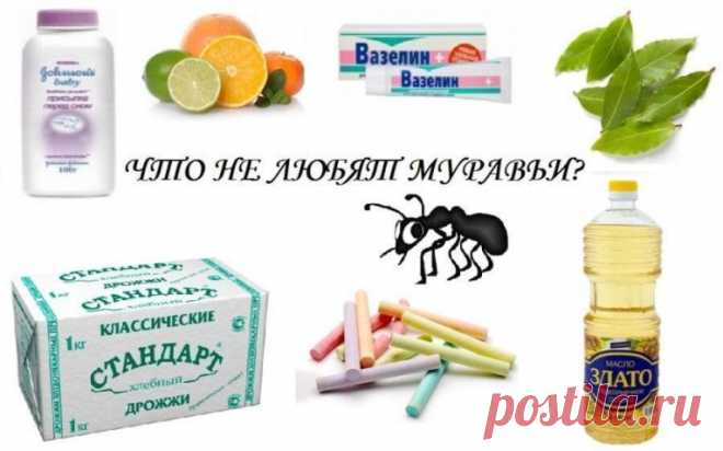 Как избавиться от муравьев в частном доме