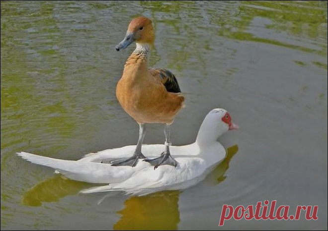 )))