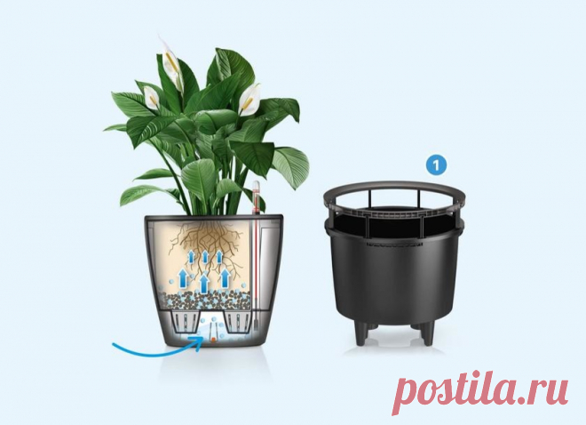 Автополив для комнатных растений: полив цветов во время отпуска и не только | Houzz Россия