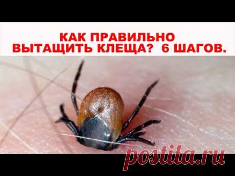 Как правильно вытащить клеща у человека самостоятельно в домашних условиях. 6 шагов