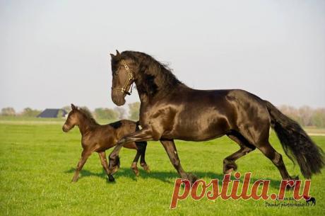 лошади(фризы)