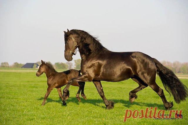 лошади(фризы)