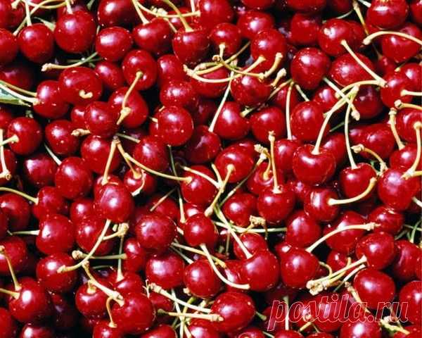 Основные сорта вишни