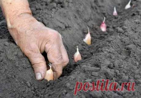 Как сажать чеснок
