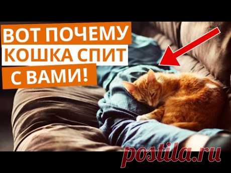 Почему кошка спит с вами? Ответ вас удивит!