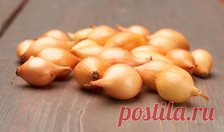 Выращивание озимого репчатого лука Трой