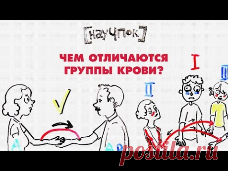 Чем отличаются группы крови — Научпок