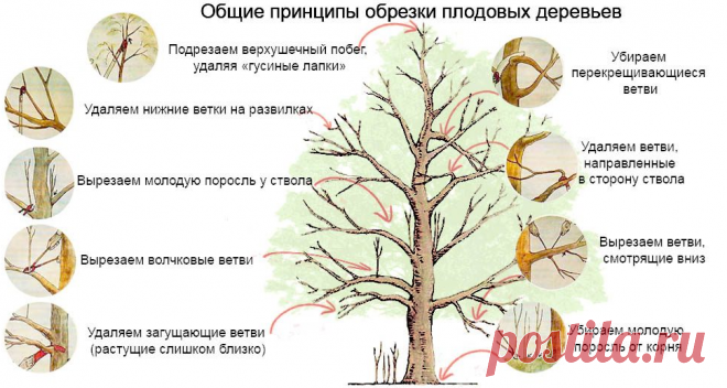 Как обрезать яблоню осенью. Простые правила обрезки. Все очень просто и понятно, рассказываю как | 1000 и 1 совет от Пенкина | Яндекс Дзен