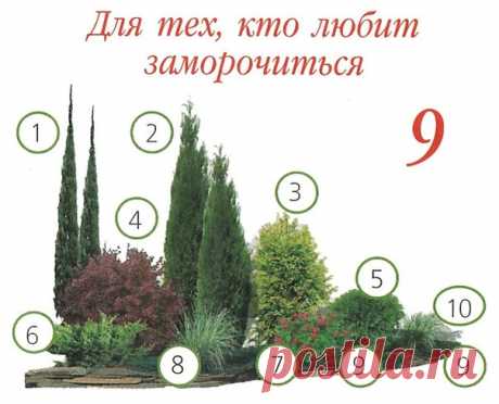 ВАРИАНТЫ ПОСАДКИ ХВОЙНЫХ РАСТЕНИЙ