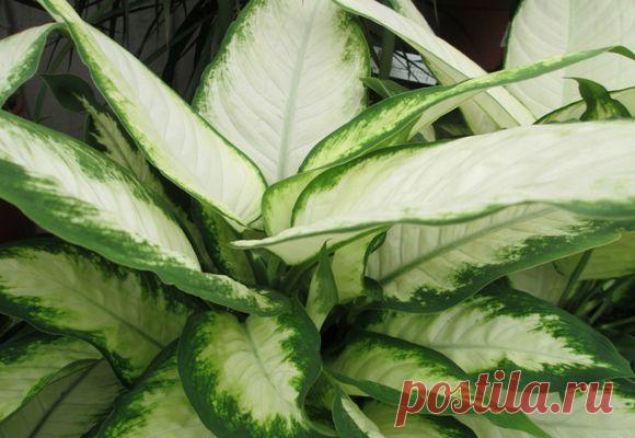 Правильная обрезка диффенбахии с длинным стволом