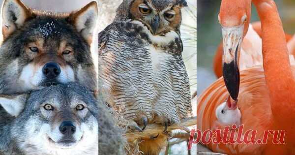 12 лучших отцов животного мира Среди царства животных есть примеры, чьи уникальные биологические особенности позволяют самцам быть выдающимися отцами. Они следуют естественным инстинктам, чтобы у следующего поколения были все шансы на жизнь. Мы составили список и решили поделиться с вами примерами чудесных самых преданных пап...