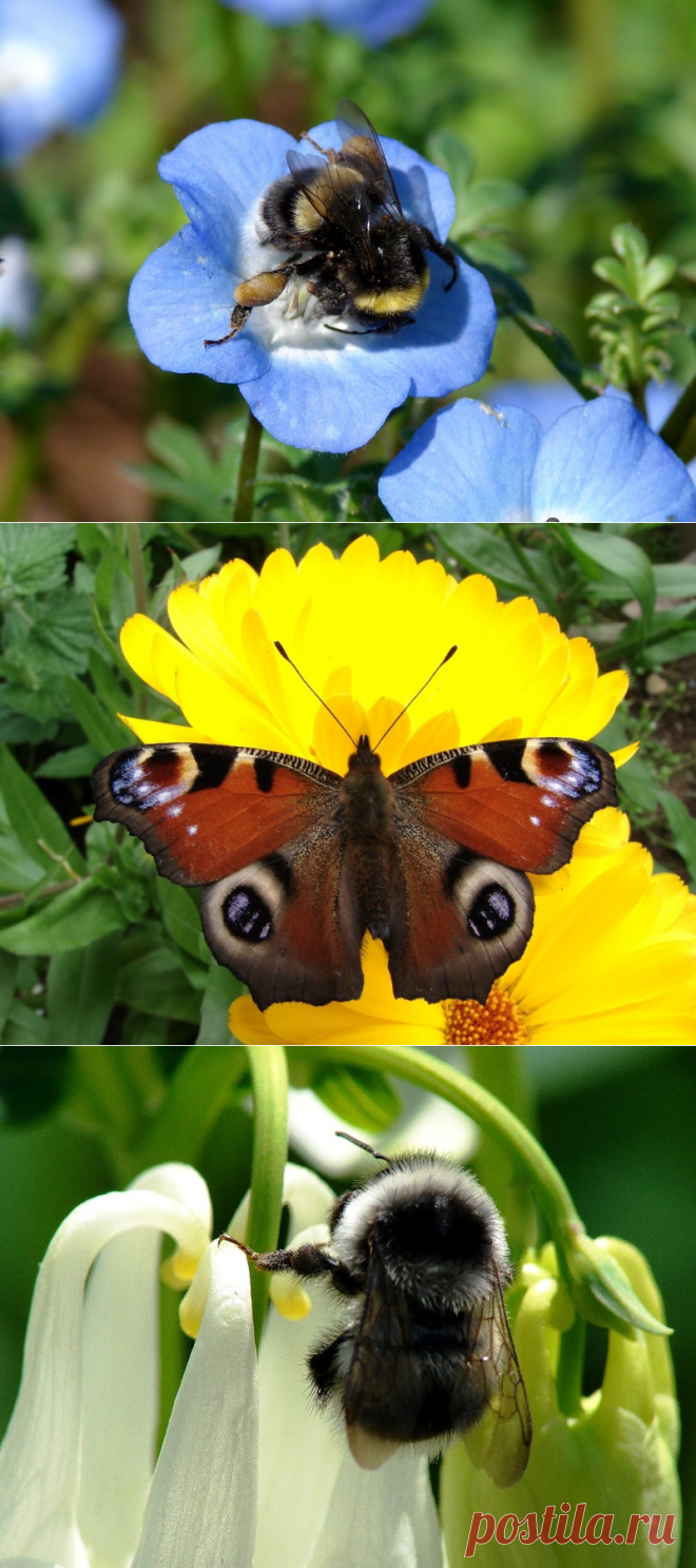 Яндекс.Фотки