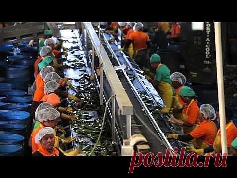 Видео о Компании Форевер Ливинг и продукции с алоэ вера - Forever Living Products - Компания