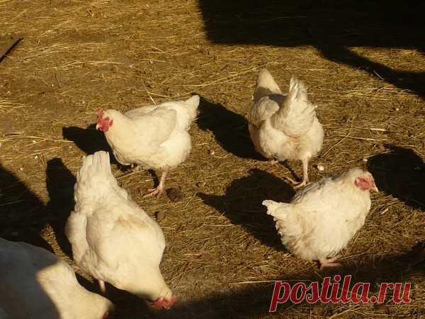 Выращивание бройлеров в домашних условиях: кормление цыплят, на мясо, сколько съедает до убоя, таблица, правильно, фото и видео