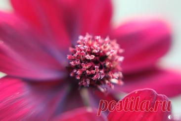 Цветок, который пахнет шоколадом Мексиканское растение под названием Cosmos atrosanguineus имеет темно-бордовые цветки. Именно они источают тонкий шоколадный аромат. У самого растения нет съедобных частей, и размножается он только делением клубнями. Шоколадный цветок растет только в Мексике.