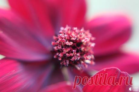 Цветок, который пахнет шоколадом Мексиканское растение под названием Cosmos atrosanguineus имеет темно-бордовые цветки. Именно они источают тонкий шоколадный аромат. У самого растения нет съедобных частей, и размножается он только делением клубнями. Шоколадный цветок растет только в Мексике.