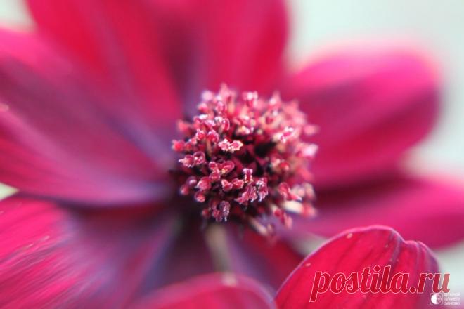 Цветок, который пахнет шоколадом Мексиканское растение под названием Cosmos atrosanguineus имеет темно-бордовые цветки. Именно они источают тонкий шоколадный аромат. У самого растения нет съедобных частей, и размножается он только делением клубнями. Шоколадный цветок растет только в Мексике.