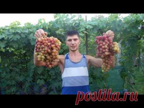 Виноград 2017(часть вторая) Максим Мойсеенко