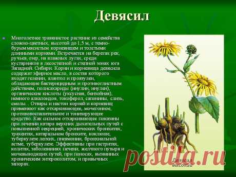 Девясил - лечебные свойства