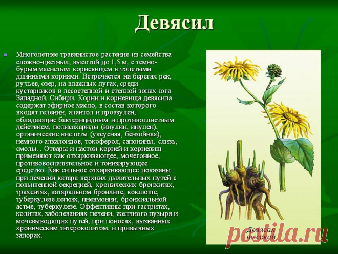 Девясил - лечебные свойства