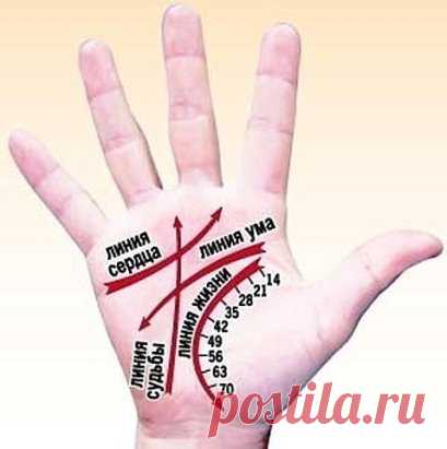 КАК ЧИТАТЬ ЛИНИИ НА РУКАХ
Немного о том, что мы и как можем прочитать по нашей руке благодаря хиромантии. Другими словами - как гадать по руке и с чего начать :) 
1. Определите ту руку, какую необходимо изучать.
В хиромантии существуют понятия «активная рука» и «пассивная рука». Активная рука – это чаще всего та рука, которой вы пишете, соответственно пассивная – другая. Пассивная рука отвечает за наследственные признаки, за то, что в вас заложено генетически, а активная – показывает те изменени