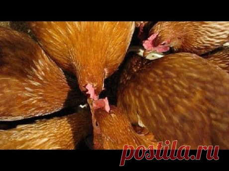 ВАЖНО! Главные  5 причин,  почему КУРЫ НЕСУШКИ не несутся в хозяйстве на своём участке - YouTube