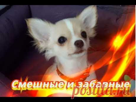 Смешные коты кошки собаки Позитив Создай себе хорошее настроение