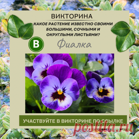 Какое растение известно своими большими, сочными и округлыми листьями? - Узнайте правильный ответ в нашей викторине по ссылке