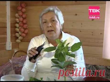 Советы тёти Тани. Черенкование малины - YouTube