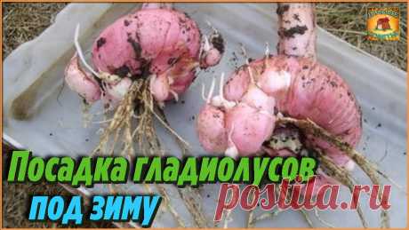 Посадка гладиолусов под ЗИМУ в открытый грунт Тонкости выращивания цветов Дачные Советы