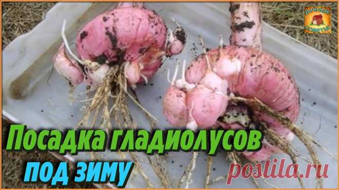 Посадка гладиолусов под ЗИМУ в открытый грунт Тонкости выращивания цветов Дачные Советы