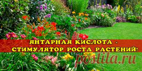 СТИМУЛЯТОР РОСТА ДЛЯ ЦВЕТОВ | Полезные советы